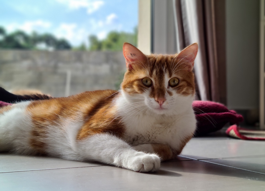 Edu'Cat Dog 33 Edu'Cat Dog 33