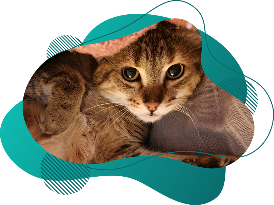 Edu'Cat Dog 33 Edu'Cat Dog 33