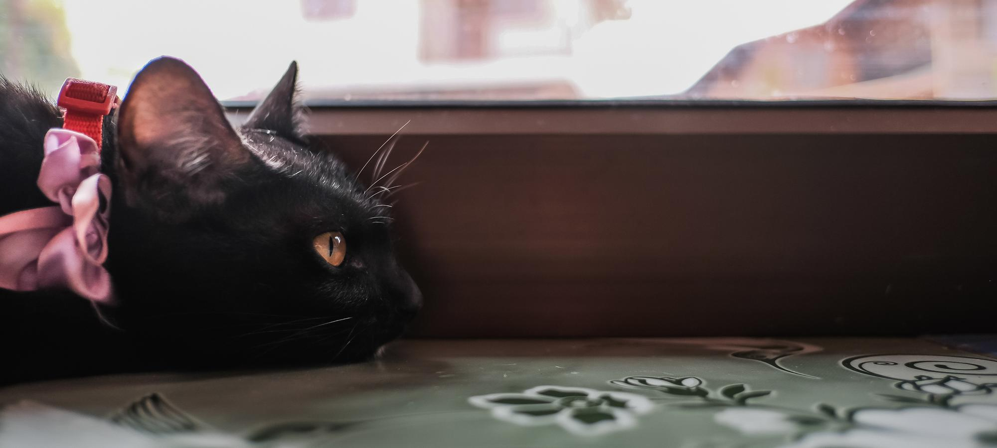 2308715 Edu'Cat Dog 33