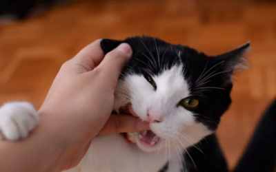 Que faire si mon chat me mord ?